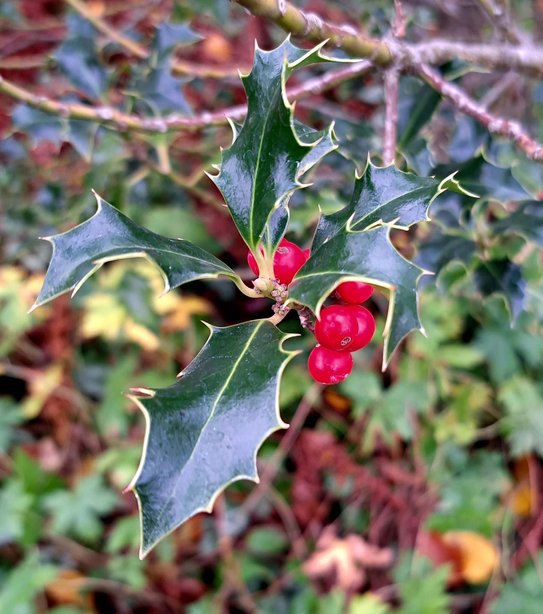 „Ihr glattes Laub, wie eine weise Hand“
